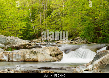 In cascata i lavelli area del piccolo fiume, Great Smoky Mountains National Park, Tennessee Foto Stock