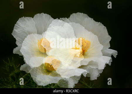 Esposizione multipla di bianco papavero coccolone, Argemone albiflora, Hill Country vicino Marble Falls, Texas Foto Stock