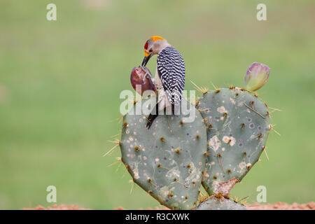 Golden-Picchio fronteggiata (Melanerpes aurifrons) alimentare il ficodindia frutto di cactus. Foto Stock