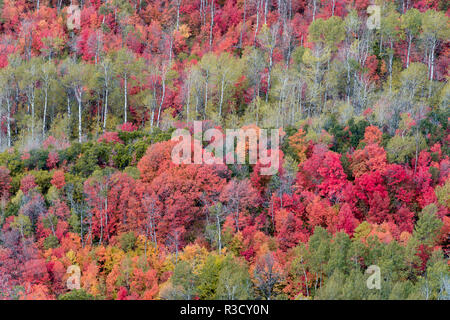 Brillante caduta delle foglie nei pressi di Midway e Heber Valley, Utah Foto Stock