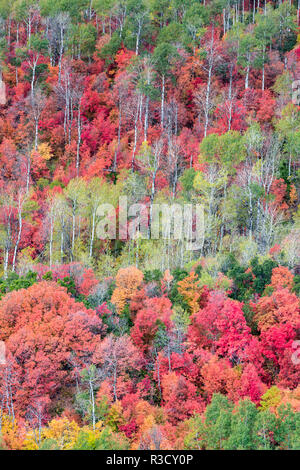 Brillante caduta delle foglie nei pressi di Midway e Heber Valley, Utah Foto Stock