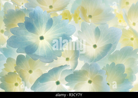 Stati Uniti d'America, WA, Seabeck. Hydrangea blossoms astratta. Foto Stock