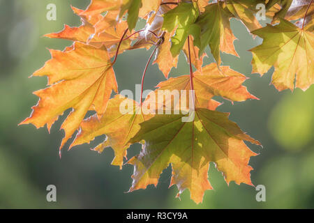 Stati Uniti d'America, WA, Seabeck. Sole su foglie di acero. Foto Stock