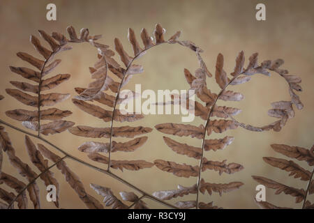 Stati Uniti d'America, WA, Seabeck. Bracken felci in colore di autunno. Foto Stock