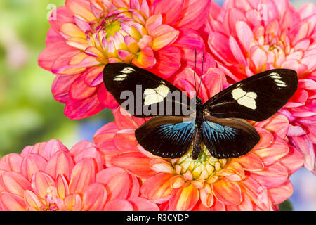 Farfalle tropicali Heliconius doris su Dalie Foto Stock