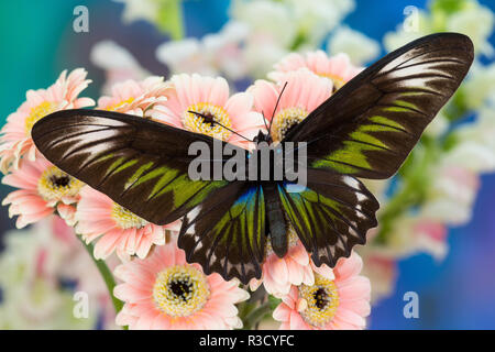 Rajah Brooke di Papilionidae farfalla femmina, Trogonoptera brookiana poggiante su Gerber margherite Foto Stock