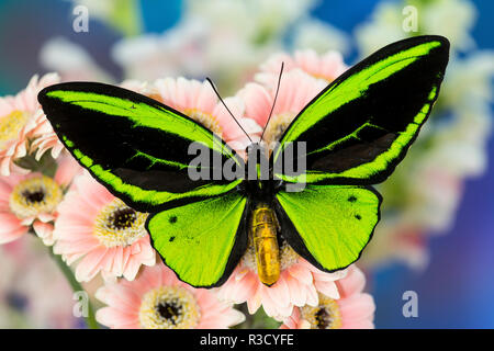 Maschio di farfalle tropicali Ornithoptera un Birdwing farfalla sulla Rosa Gerber Daisy Foto Stock