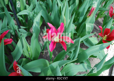 Tulip bambola Minuetto Viridiflora (Gruppo) coltivati in tutto il parco. Tempo di primavera nei Paesi Bassi. Foto Stock