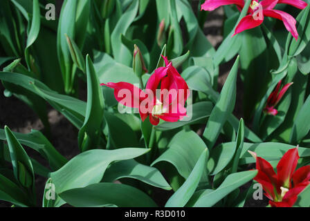 Tulip bambola Minuetto Viridiflora (Gruppo) coltivati in tutto il parco. Tempo di primavera nei Paesi Bassi. Foto Stock