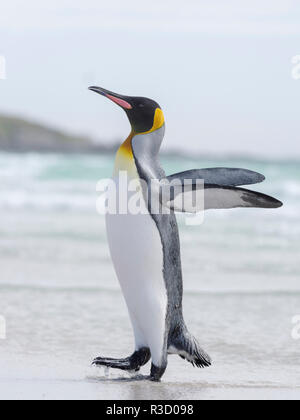 Pinguino reale (Aptenodytes patagonicus) sulle Isole Falkland nel sud Atlantico. Foto Stock