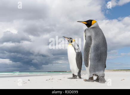 Pinguino reale (Aptenodytes patagonicus) sulle Isole Falkland nel sud Atlantico. Foto Stock