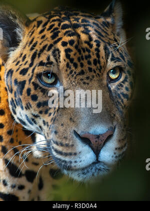 Ritratto di un maschio Jaguar Panthera onca Foto Stock