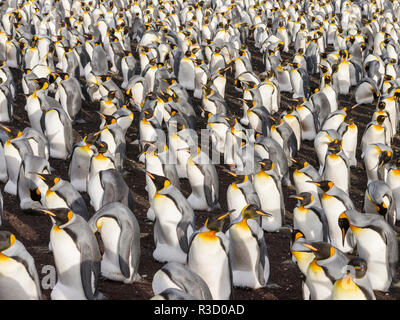 Pinguino reale (Aptenodytes patagonicus) sulle Isole Falkland nel sud Atlantico. Foto Stock