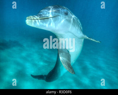 Vista subacquea del tursiope (Tursiops truncatus), Roatan, isole di Bay, Honduras Foto Stock