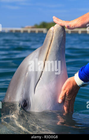 Trainer con il tursiope o delfino maggiore (Tursiops truncatus) Roatan, Honduras (MR) Foto Stock