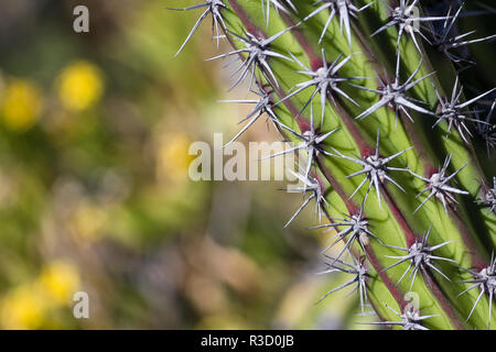 Baja, Isla Santa Catalina, Golfo di California, Messico. Close-up di Cardon cactus. Foto Stock