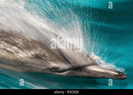 Baja, Mare di Cortez, Golfo di California, Messico. Motion Blur colpo di un lungo becco delfino comune Foto Stock