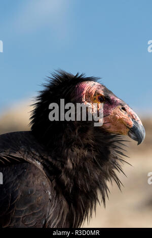 Baja California, Messico. California Condor (Gymnogyps californianus) nel selvaggio. Foto Stock