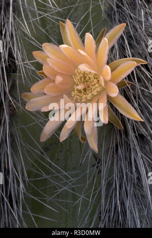 Baja California, Messico. Bloom dettaglio su un uomo Senita-Old Cactus (Lophocereus schottii), dettaglio. Foto Stock