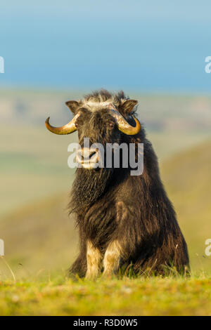 Stati Uniti d'America, Alaska, Nome. Muschio maschio ox salire sulla collina. Foto Stock