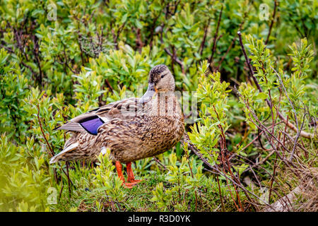 Stati Uniti d'America, in Alaska. Una femmina di Mallard duck si erge tra erba e cespugli di salici nella palude. Foto Stock