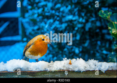 Robin alimentazione nella neve Foto Stock