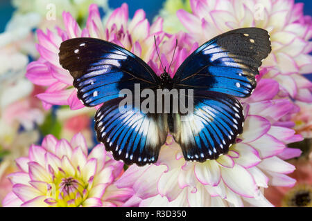 Il diadema blu butterfly, Hypolimnas salmacis, su Dalie Foto Stock