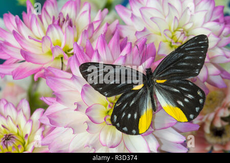 Delias Henningia farfalla sulla rosa fiori dalia Foto Stock