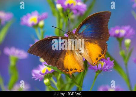 Brush-footed butterfly, Charaxs mars su aestri Foto Stock