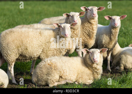 Farm stock pecore cercando alert in telecamera Foto Stock