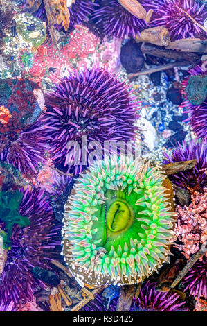 La bassa marea, zona intercotidale con Anemone Verde, Viola ricci di mare e alghe coralline, Ingresso del Puget Sound, WA, Stati Uniti d'America Foto Stock