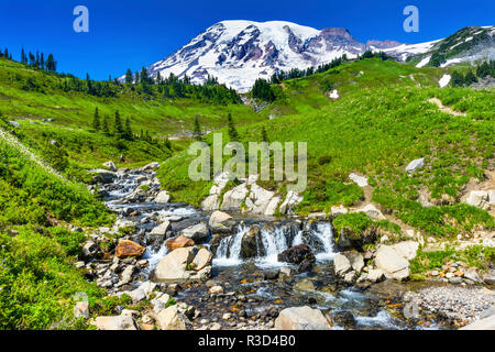 Bistort fiori selvatici, Edith Creek, il Monte Rainier, Paradise, il Parco Nazionale del Monte Rainier, WA, Stati Uniti d'America Foto Stock