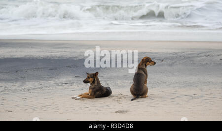 Due friendly cani randagi relax su una spiaggia di Panama. Foto Stock