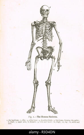 Lo scheletro umano. Un xix secolo diagramma Foto Stock