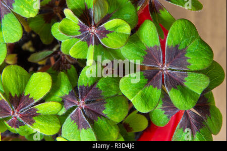 Felice anno nuovo presente Foto Stock