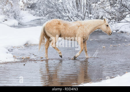 Inverno nascondiglio Ranch, Wyoming con cavalli attraversando Shell Creek (PR) Foto Stock