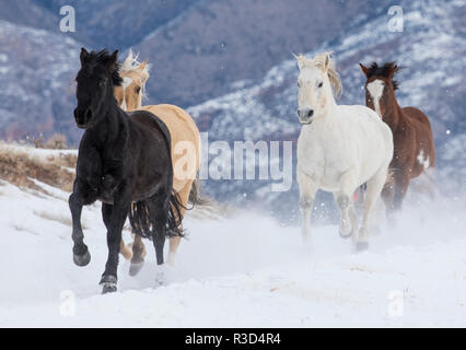 Nascondiglio Ranch, Shell, Wyoming. Cavallo che corre attraverso la neve. (PR) Foto Stock