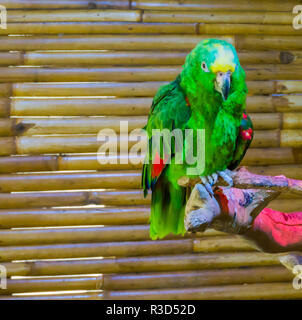 Un verde vibrante e colorata in giallo naped amazon parrot un animale closeup ritratto di un uccello in pericolo Foto Stock