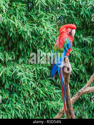 Uccelli tropicali pet ritratto di un rosso e verde macaw parrot sa anche come il verde pappagallo alato Foto Stock