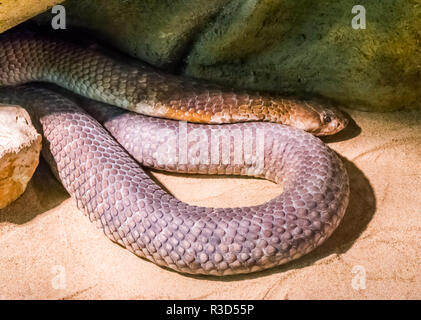 Pericoloso wildlife rettile ritratto di un black mamba serpente molto velenoso specie di serpente Foto Stock