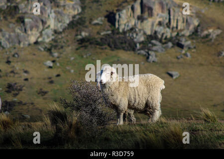 Pecora in piedi sulla cima di una piccola collina in Nuova Zelanda Foto Stock