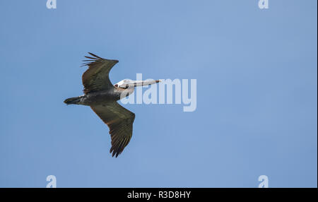 Pellicano marrone (Pelecanus occidentalis) battenti in un gruppo a caccia di pesci .. in cielo blu lungo le acque costiere in Panama. Foto Stock