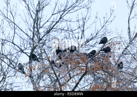 La Folla di Raven seduto su una coperta di ghiaccio rami seguenti tempesta di neve. La Folla di Raven su un albero, Black Bird Foto Stock