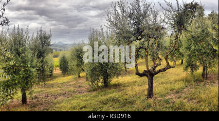 Giardino con alberi di ulivo. Oliva del Mediterraneo campo pronto per essere raccolto. Oliva italiano di grove con maturi olive fresche. Fattoria di oliva. Foto Stock