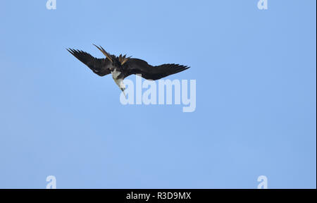 Femmina Frigatebird magnifico, (Fregata magnificens) volando sulle correnti di vento. In grado di salire sulle correnti del vento per settimane alla volta. Foto Stock