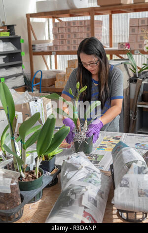 Vulcano, Hawaii - un lavoratore orchidee confezioni per la spedizione a Akatsuka giardini di orchidee sul la Big Island delle Hawaii. Il vivaio di orchidee è un affare di famiglia, star Foto Stock