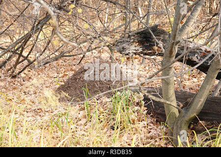 Formicaio nella foresta tra erba secca e foglie cadute, Foto Stock