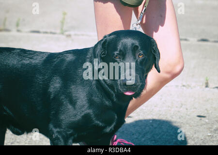 Ritratto di un labrador nero al guinzaglio Foto Stock