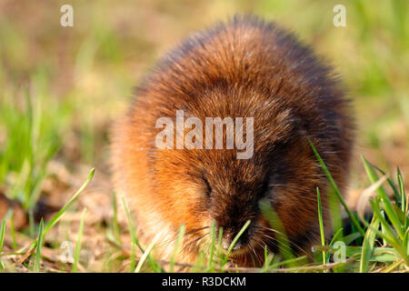 Unico Muskrat roditore su un prato fiume Biebrza wetlans durante la primavera il periodo di accoppiamento Foto Stock