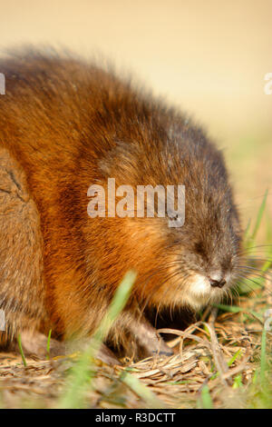 Unico Muskrat roditore su un prato fiume Biebrza wetlans durante la primavera il periodo di accoppiamento Foto Stock